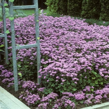 Ageratum houstonianum 'Blue Danube' 