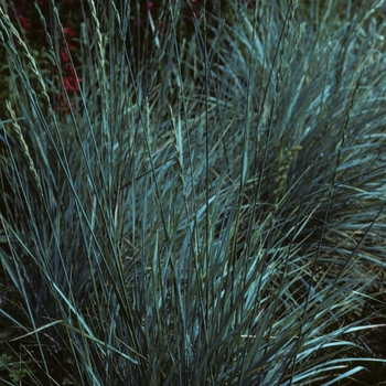 Agropyron pubiflora 