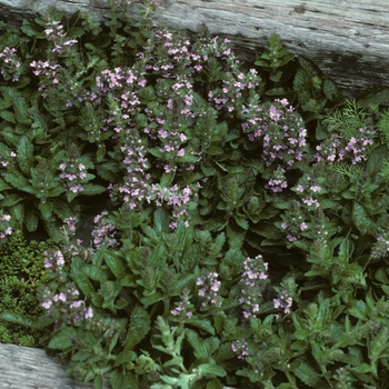 Ajuga genevensis 'Pink Beauty'