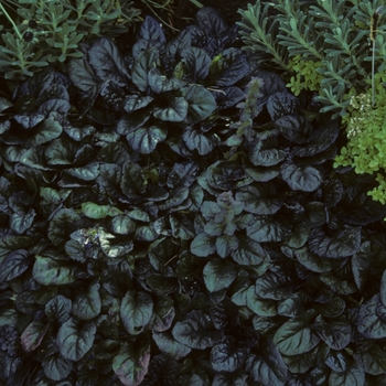 Ajuga reptans 'Atropurpurea'