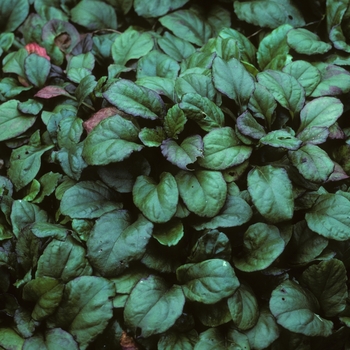 Ajuga reptans 'Jungle Beauty'