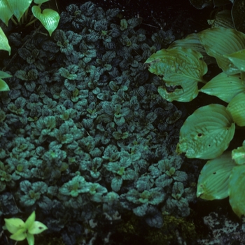 Ajuga reptans 'Mini Crispa Green' 