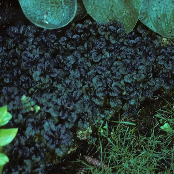 Ajuga reptans 'Mini Crispa Red' 