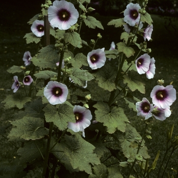 Alcea rosea 'Bicolor' 