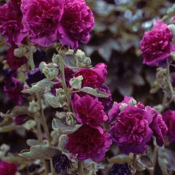 Alcea rosea 'Chater's Purple'