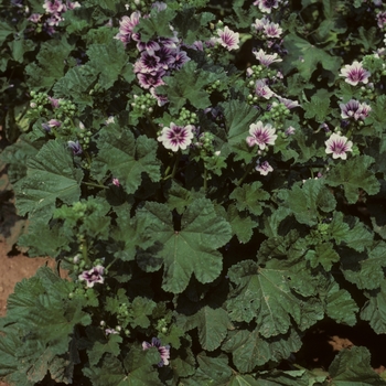 Alcea zebrina 