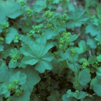 Alchemilla acutiloba 