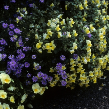 Brachyscome iberidifolia 'Toucan Tango' 