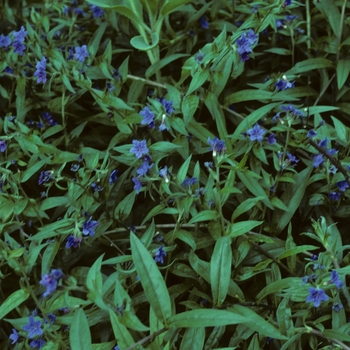 Buglossoides purpurocaerulea 