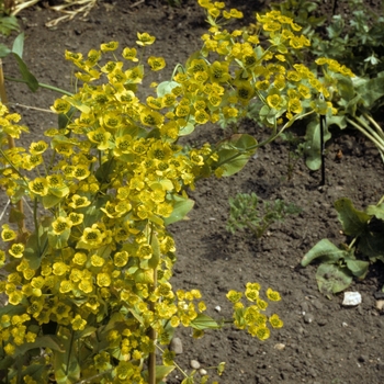 Bupleurum aureum