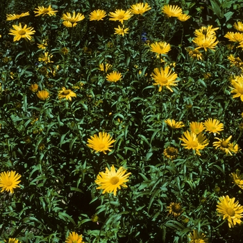 Bupleurum salicifolium 'Dora' 