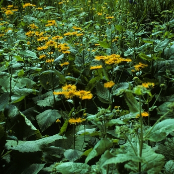 Buphthalmum speciosum