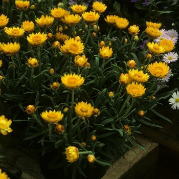 Bracteantha bracteata 'Matilda Yellow' 