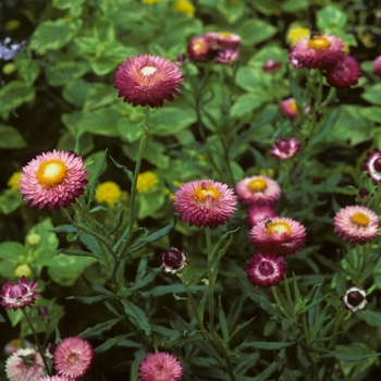 Bracteantha bracteata 'abor Spectrum' 