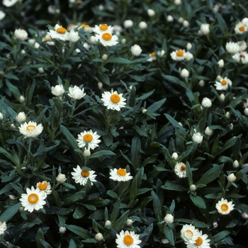 Bracteantha bracteata 'Sundaze® White' 