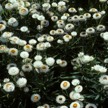 Bracteantha bracteata 'Bright Bikini' 