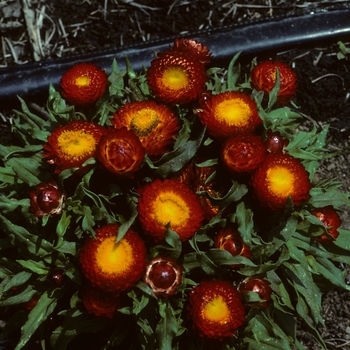 Bracteantha bracteata 'Hot Bikini' 