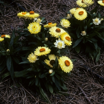 Bracteantha bracteata 'Sundaze® Lemon Yellow' 