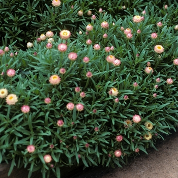 Bracteantha bracteata 'Antique Shades' 