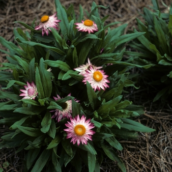 Bracteantha bracteata 'Sundaze® Pink' 