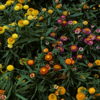 Bracteantha bracteata 'Chico Mixture' 