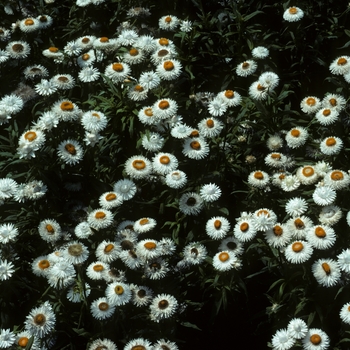 Bracteantha bracteata 'White Bikini' 