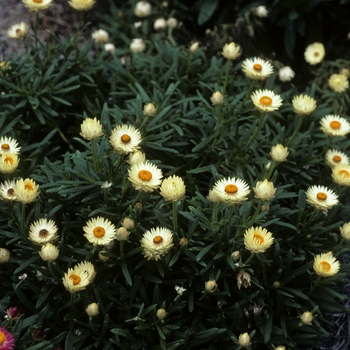 Bracteantha bracteata 'Cream' 