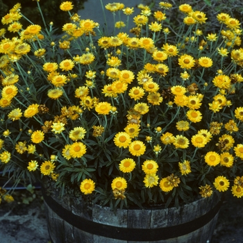 Bracteantha bracteata 'Florabella Yellow' 