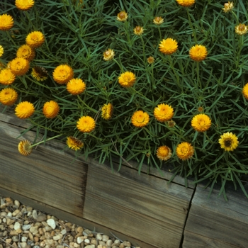 Bracteantha bracteata 'Gold `N` Bronze' 10,193