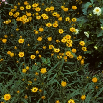 Bracteantha bracteata Sundaze® 'Golden Beauty'