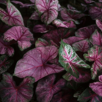 Caladium bicolor 'Fannie Munson' 