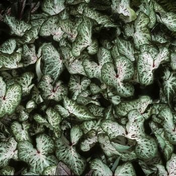 Caladium bicolor 'Gingerbread' 