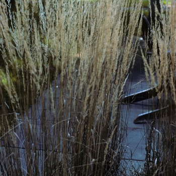 Calamagrostis x acutiflora 'Stricta'