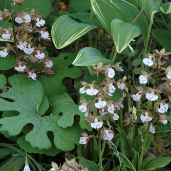 Calanthe discolor