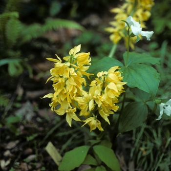 Calanthe sieboldii 