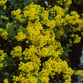 Calceolaria biflora 