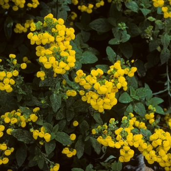 Calceolaria biflora 'Gold Crest'