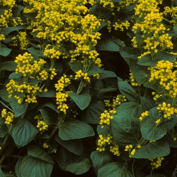 Calceolaria fiebergiana