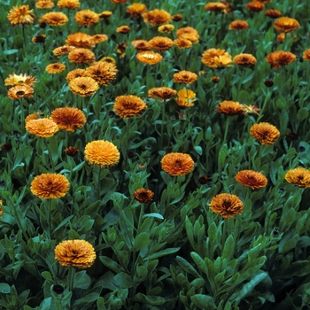 Calendula officinalis 'Mandarin Orange' 