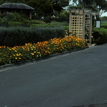 Calendula officinalis 'Gitano Mix'