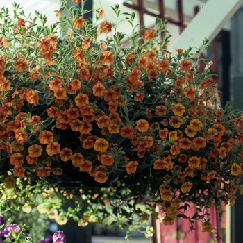 Calibrachoa 'Orange Sunrise Imp' PPAF