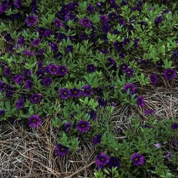 Calibrachoa 'Violet' 