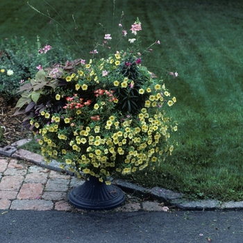 Calibrachoa Starlet™ 'Yellow'