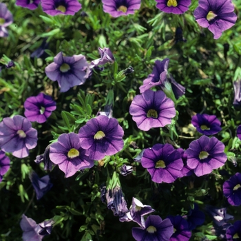 Calibrachoa 'Lirica Showers Blue' 