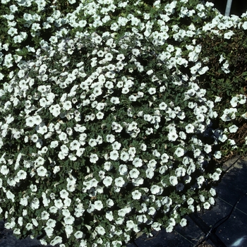 Calibrachoa 'Lirica White' 