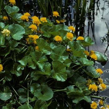 Caltha palustris 'Monstrosa' 