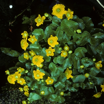 Caltha palustris 'Flore-pleno' 