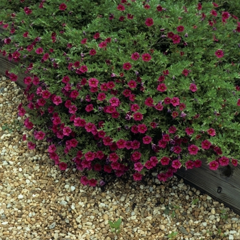 Calibrachoa 'Cherry Red' US. 15,701 & Can. 2205