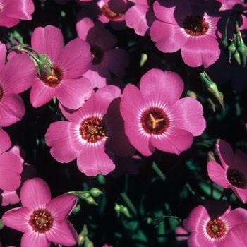 Calandrinia polyandra 