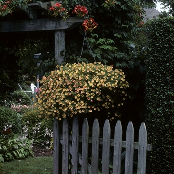 Calibrachoa Superbells® 'Terra Cotta'